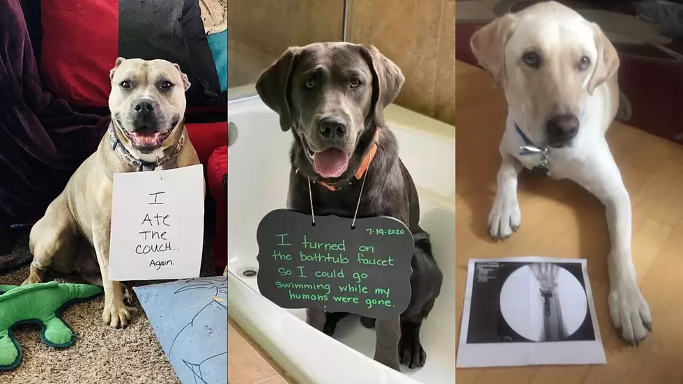 My Dog Rox: Which Northern Colorado Dog Has The Best Naughty Story