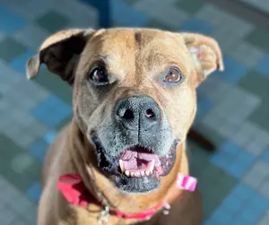 Meet Daisy: The Sweet Rescue Dog Hoping for a Calm Colorado Home