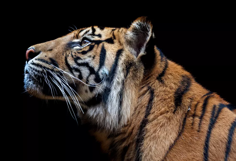 Colorado Wildlife Sanctuary With Tiger King’s Cats Selling Special Edition T-Shirts