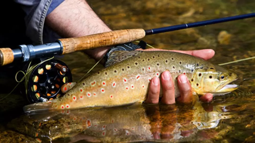 Reel in Cash: $10,000 Trout Derby at Colorado Reservoir