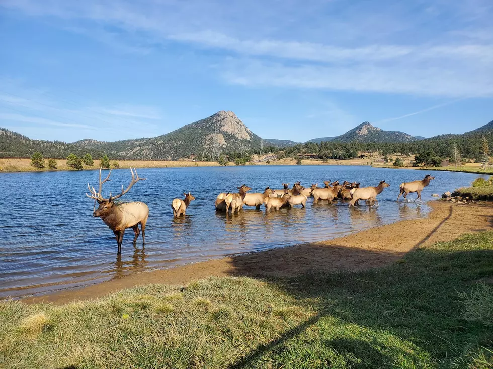 Elk Herd Stampede in a Castle Rock Neighborhood