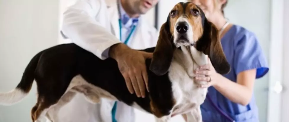 CSU Canine Blood Donation