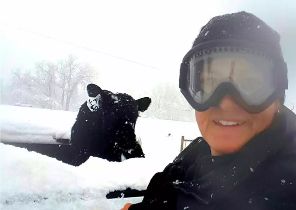 Deputy Saves Calf From Colorado Blizzard