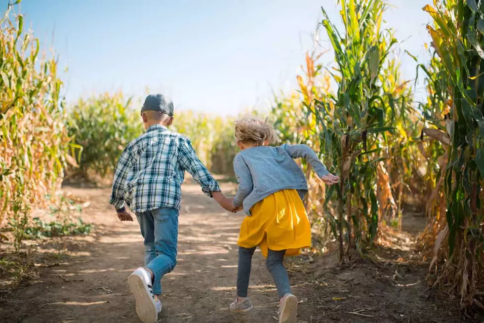 A-maize-ing Corn Mazes: A Peek Through the ‘Ears’ of Fun at One Colorado Farm